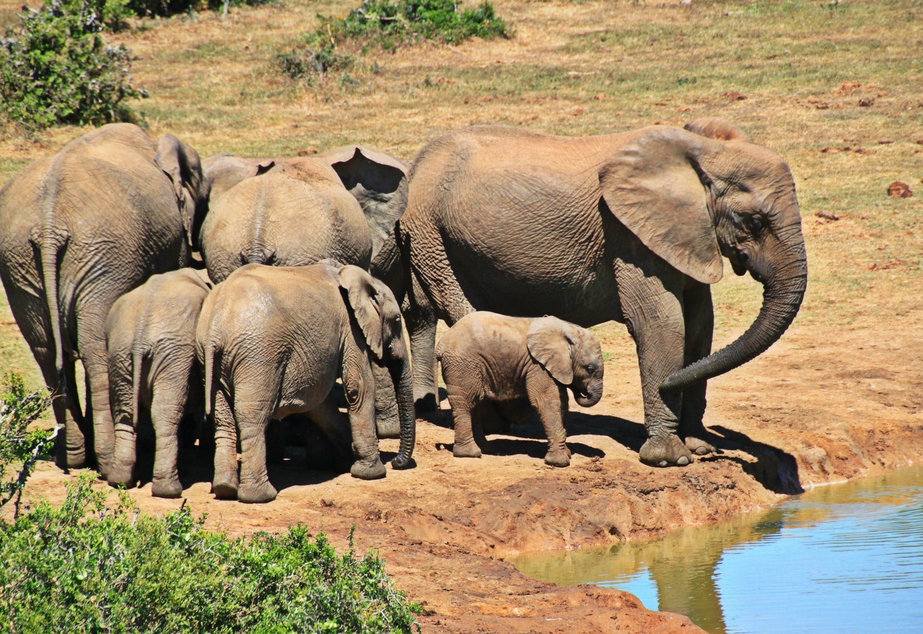 elephant-animal-herd-of-elephants-elephant-family.jpg